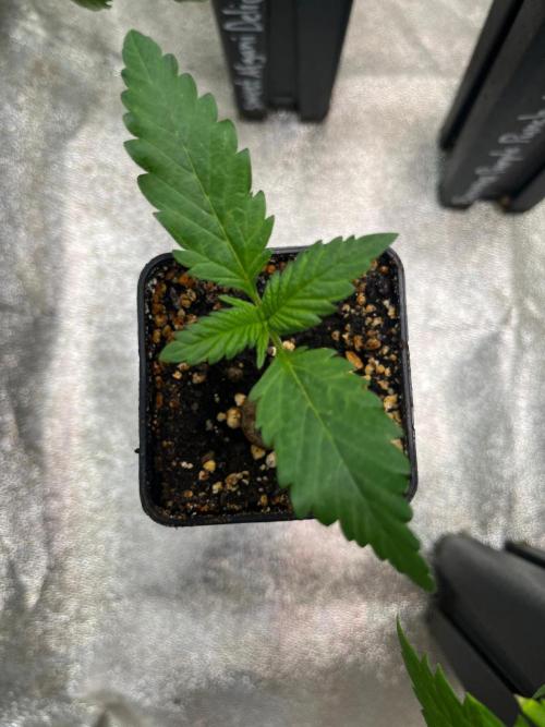 Outdoor FastBuds 26. Week 2 - Blackberry Auto