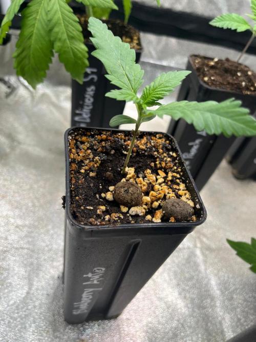 Outdoor FastBuds 26. Week 2 - Blackberry Auto