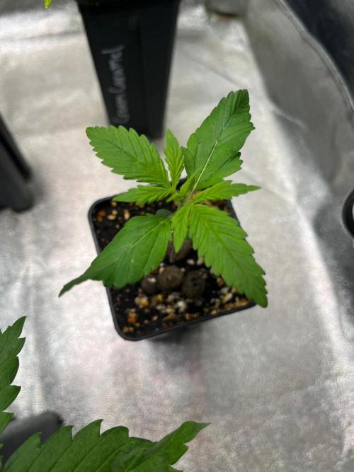 Outdoor FastBuds 26. Week 2 - LSD25