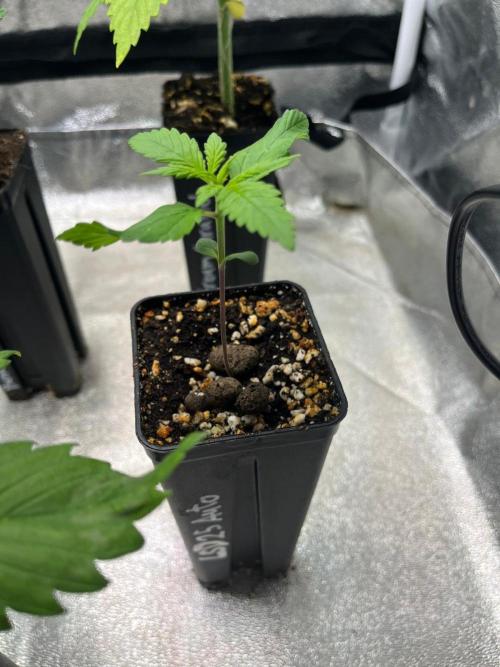 Outdoor FastBuds 26. Week 2 - LSD25