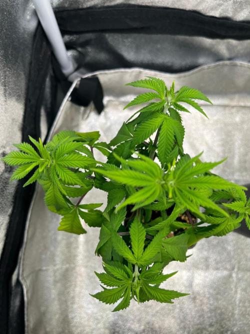 Heavy Indicas Outdoor 26. Week 6