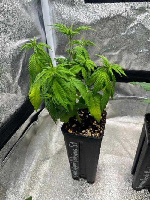 Heavy Indicas Outdoor 26. Week 6