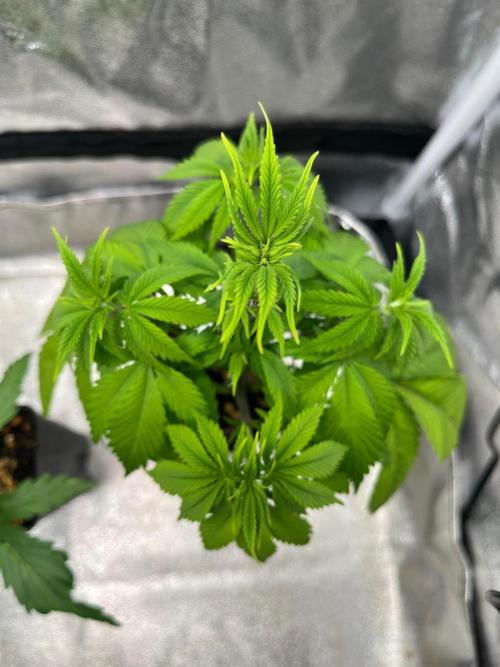 Heavy Indicas Outdoor 26. Week 6