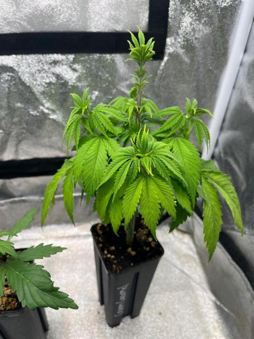 Heavy Indicas Outdoor 26. Week 6