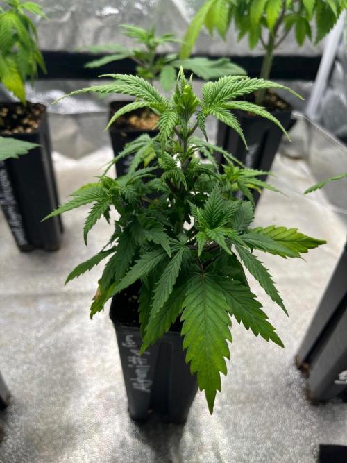 Heavy Indicas Outdoor 26. Week 6