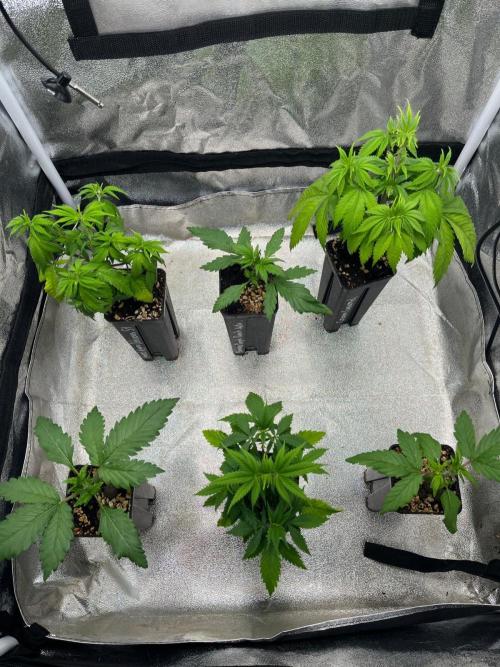 Heavy Indicas Outdoor 26. Week 6