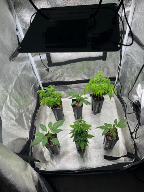 Heavy Indicas Outdoor 26. Week 6