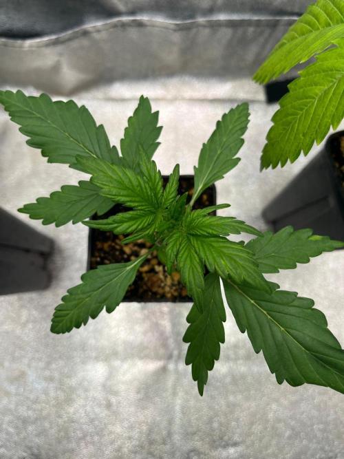 Outdoor FastBuds 26. Week 3