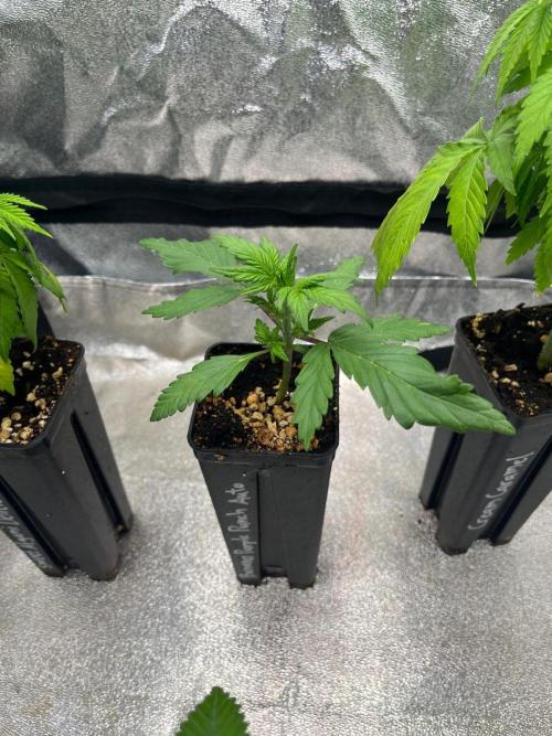 Outdoor FastBuds 26. Week 3