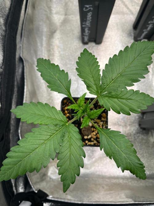 Outdoor FastBuds 26. Week 3