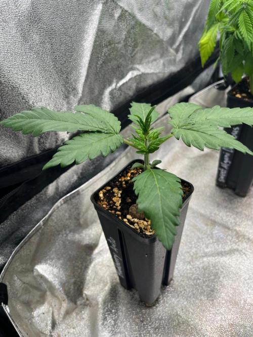 Outdoor FastBuds 26. Week 3