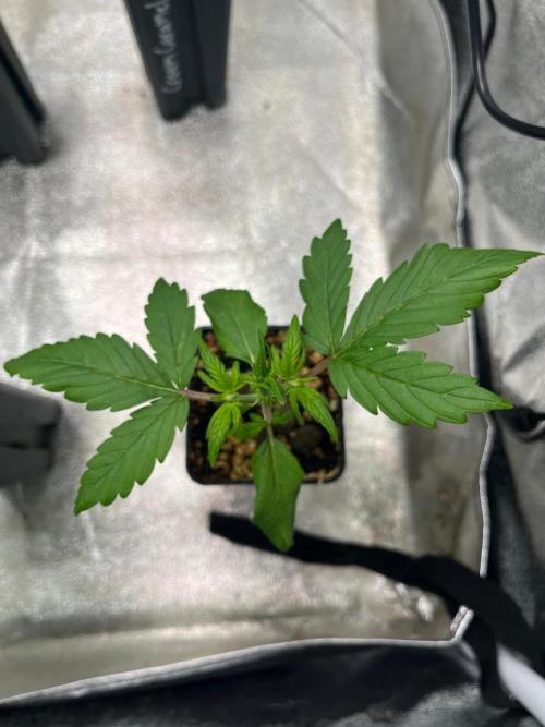 Outdoor FastBuds 26. Week 3