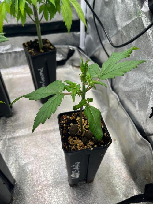 Outdoor FastBuds 26. Week 3