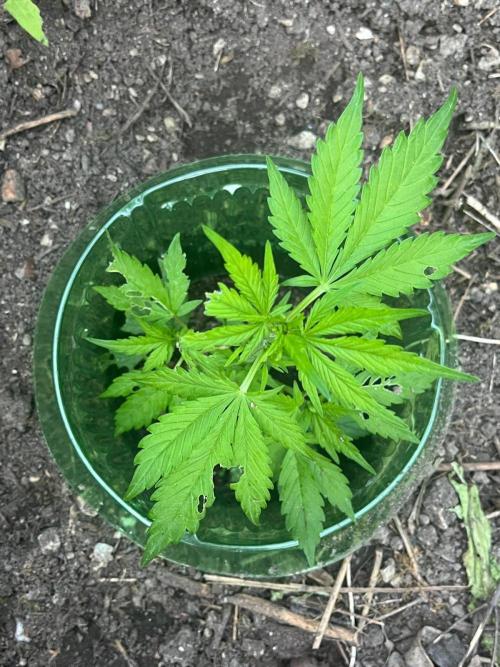 Outdoor FastBuds 26. Week 4 - LSD25 Auto 