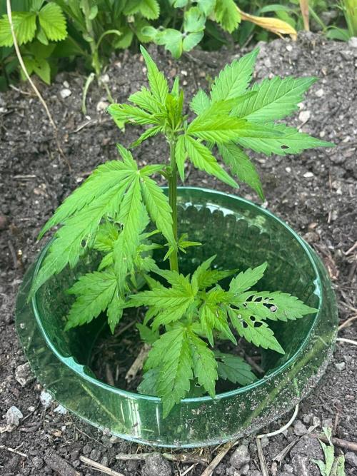 Outdoor FastBuds 26. Week 4 - LSD25 Auto 