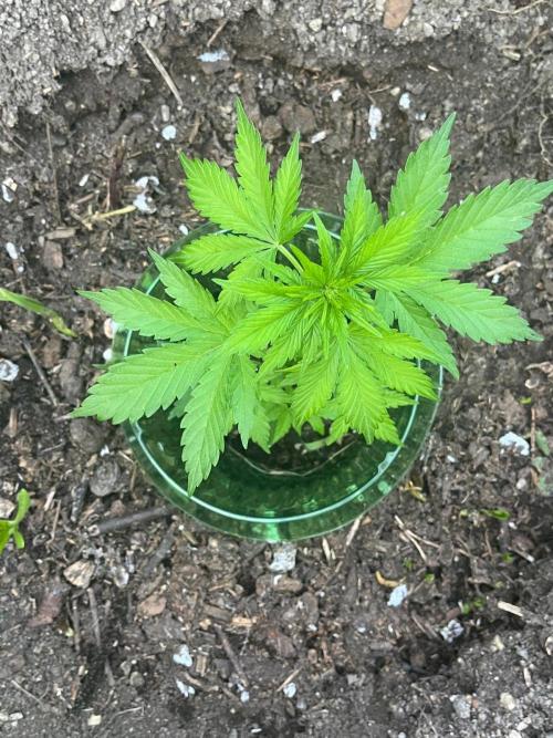 Outdoor FastBuds 26. Week 4 - Banana Purple Punch Auto 