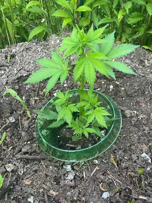 Outdoor FastBuds 26. Week 4 - Banana Purple Punch Auto 