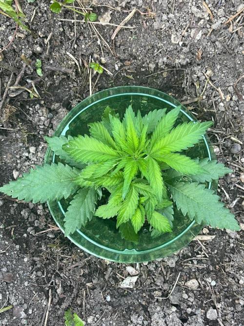 Outdoor FastBuds 26. Week 4 - Blackberry Auto 