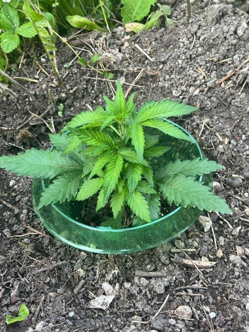 Outdoor FastBuds 26. Week 4 - Blackberry Auto 