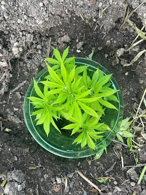 Heavy Indicas Outdoor 26. Week 7 - SAD