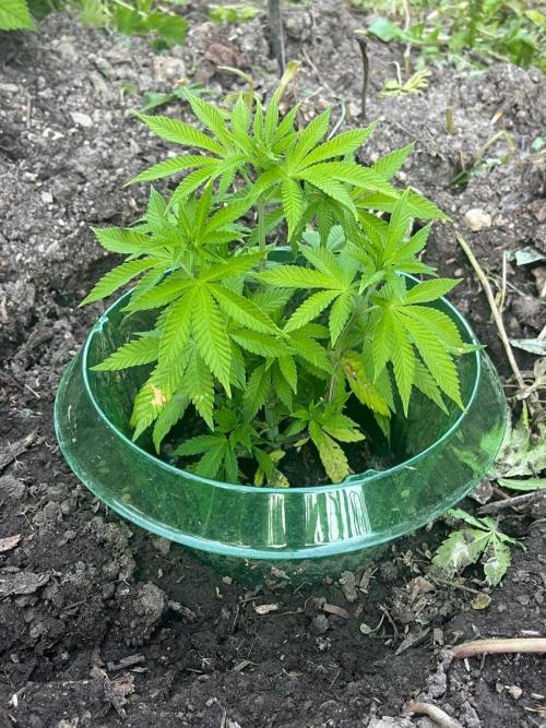Heavy Indicas Outdoor 26. Week 7 - SAD