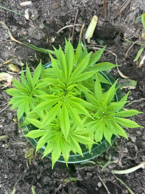 Heavy Indicas Outdoor 26. Week 7 - Cream Caramel 