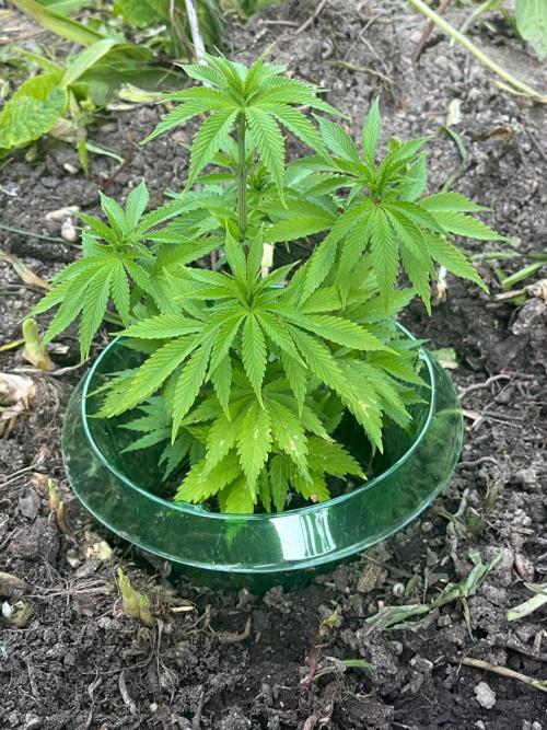 Heavy Indicas Outdoor 26. Week 7 - Cream Caramel 