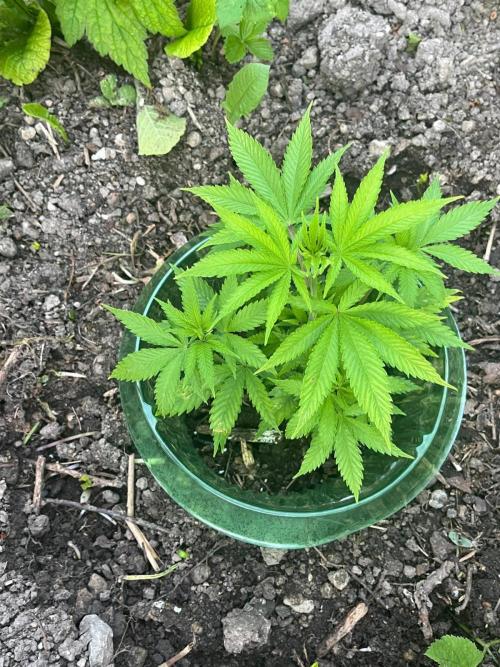 Heavy Indicas Outdoor 26. Week 7 - Afghani#1