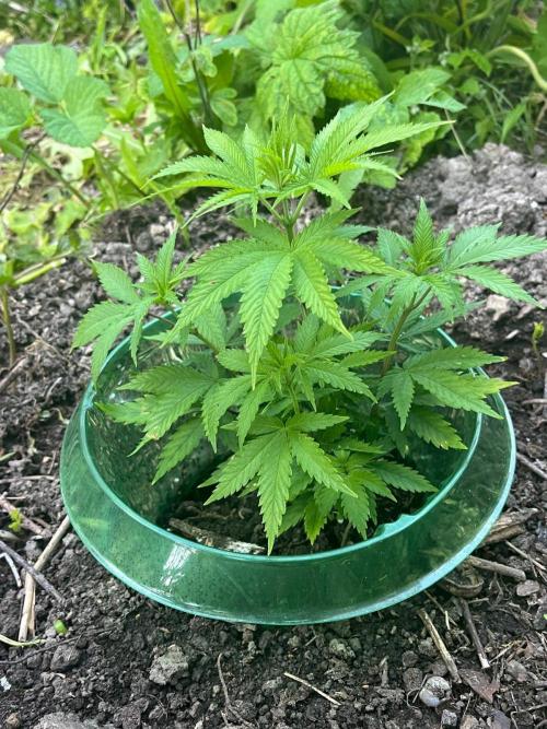 Heavy Indicas Outdoor 26. Week 7 - Afghani#1