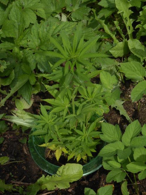 Heavy Indicas Outdoor 26. Week 9 - SAD 