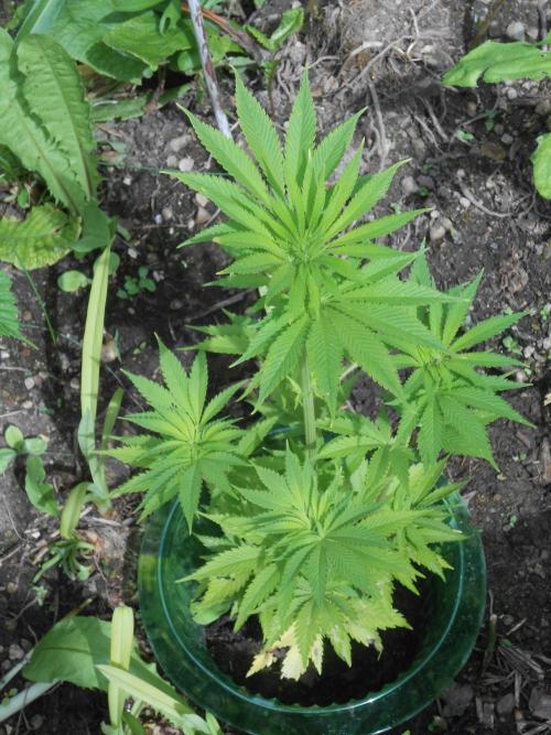 Heavy Indicas Outdoor 26. Week 9 - SAD