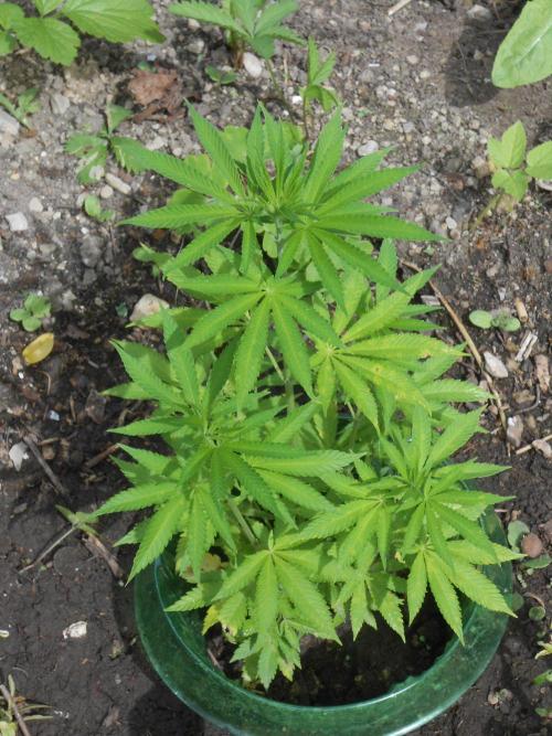 Heavy Indicas Outdoor 26. Week 9 - CC