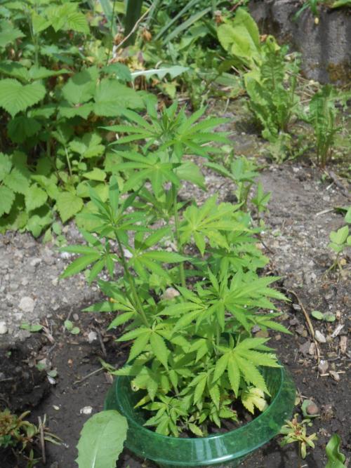 Heavy Indicas Outdoor 26. Week 9 - CC