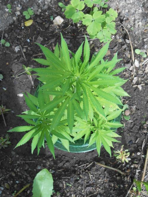Heavy Indicas Outdoor 26. Week 9 - A1