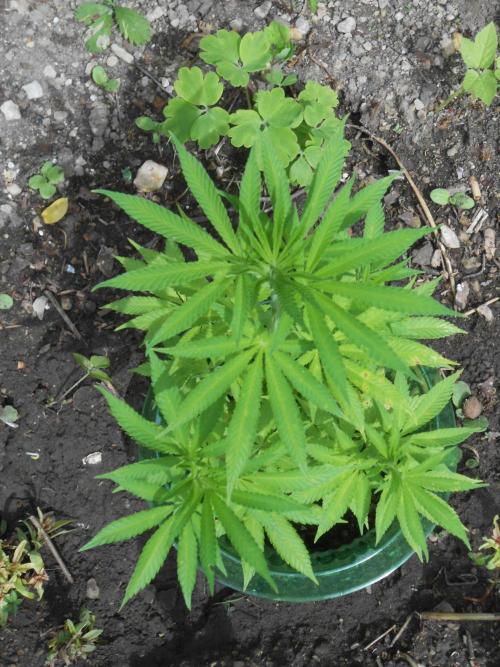 Heavy Indicas Outdoor 26. Week 9 - A1
