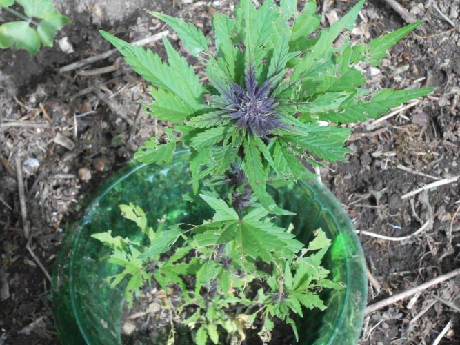 Outdoor FastBuds 26. Week 6 - LSD25