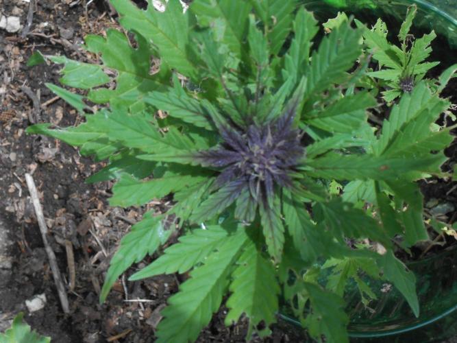 Outdoor FastBuds 26. Week 6 - LSD25