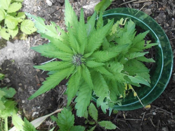 Outdoor FastBuds 26. Week 6 - BB