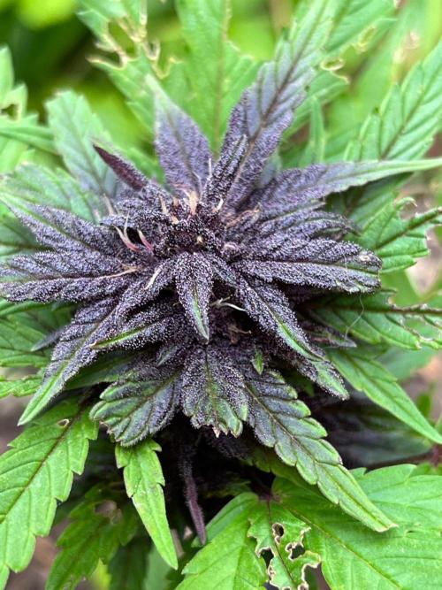Outdoor FastBuds 26. Week 7 - LSD25 Auto
