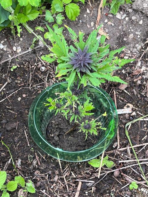 Outdoor FastBuds 26. Week 7 - LSD25 Auto
