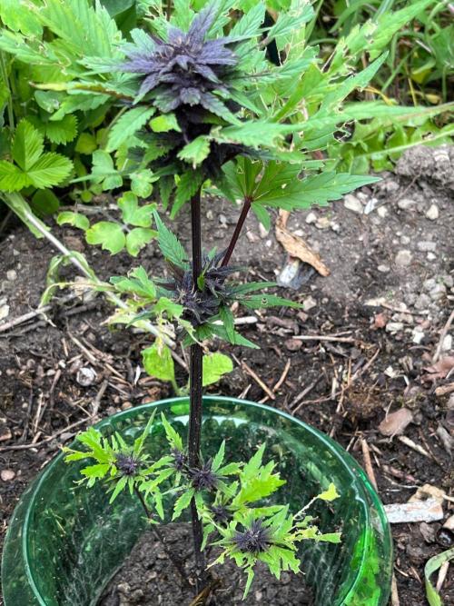 Outdoor FastBuds 26. Week 7 - LSD25 Auto