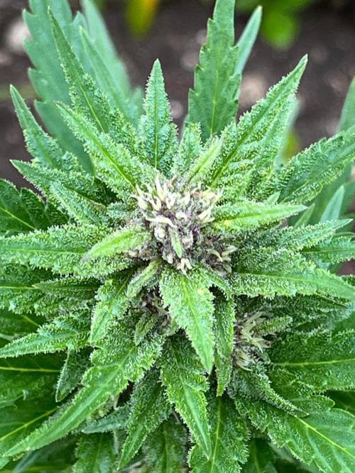 Outdoor FastBuds 26. Week 7 - Banana Purple Punch Auto
