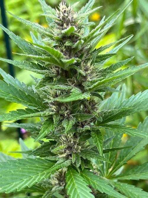 Outdoor FastBuds 26. Week 7 - Banana Purple Punch Auto
