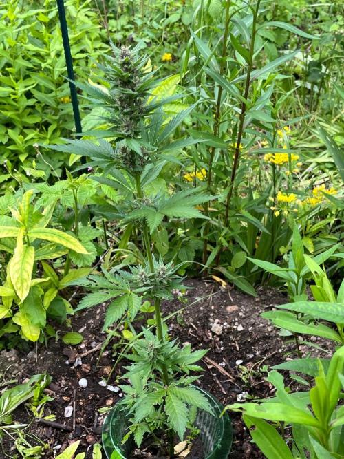 Outdoor FastBuds 26. Week 7 - Banana Purple Punch Auto
