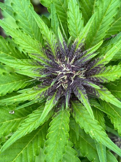 Outdoor FastBuds 26. Week 7 - Blackberry Auto

