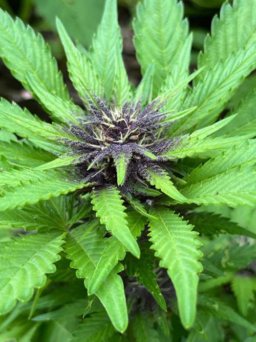 Outdoor FastBuds 26. Week 7 - Blackberry Auto
