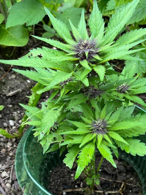 Outdoor FastBuds 26. Week 7 - Blackberry Auto
