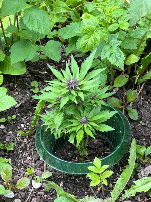 Outdoor FastBuds 26. Week 7 - Blackberry Auto