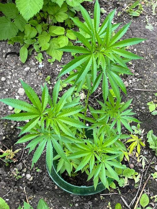 Heavy Indicas Outdoor 26. Week 10 - SAD S1
