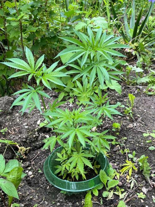 Heavy Indicas Outdoor 26. Week 10 - SAD S1